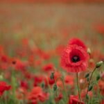 farewell to life on earth