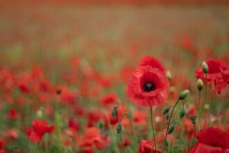 farewell to life on earth