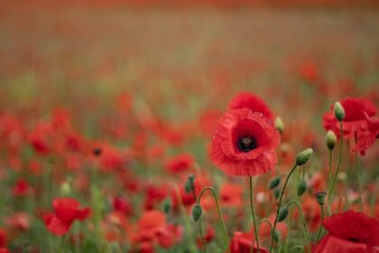 farewell to life on earth