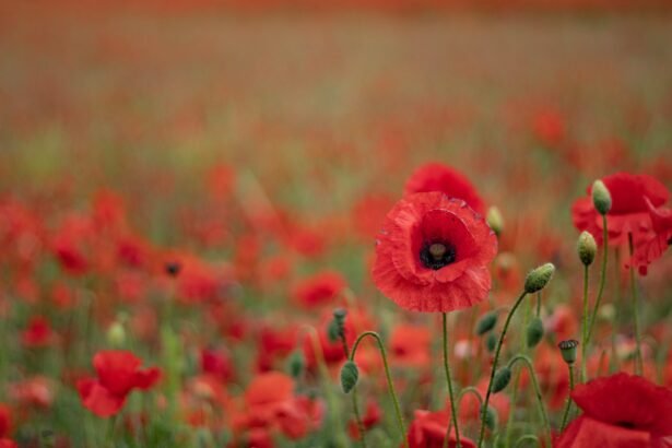 farewell to life on earth